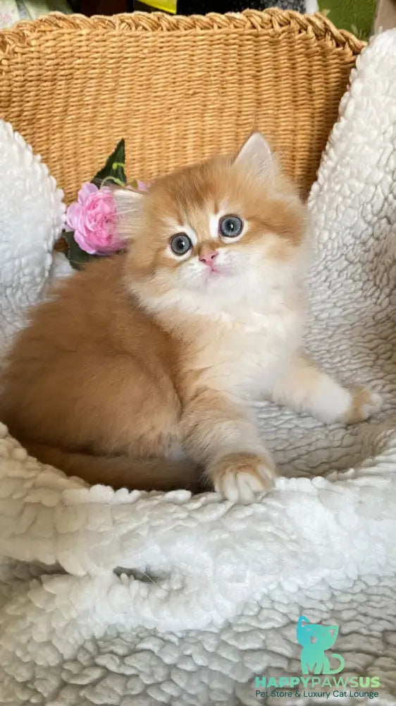 Ulesly British Longhair male chocolate golden chinchilla - live animals