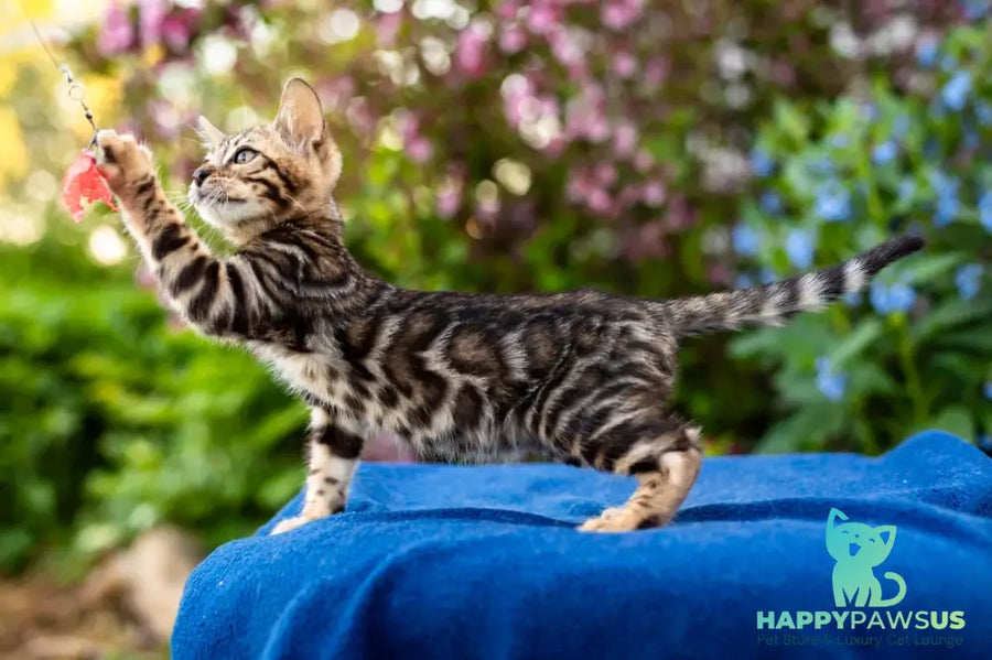 Ulf Bengal male black spotted tabby - live animals