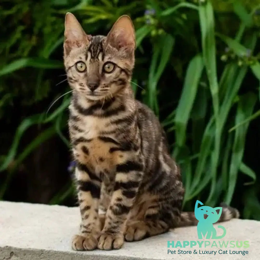 Ulf Bengal male black spotted tabby - live animals