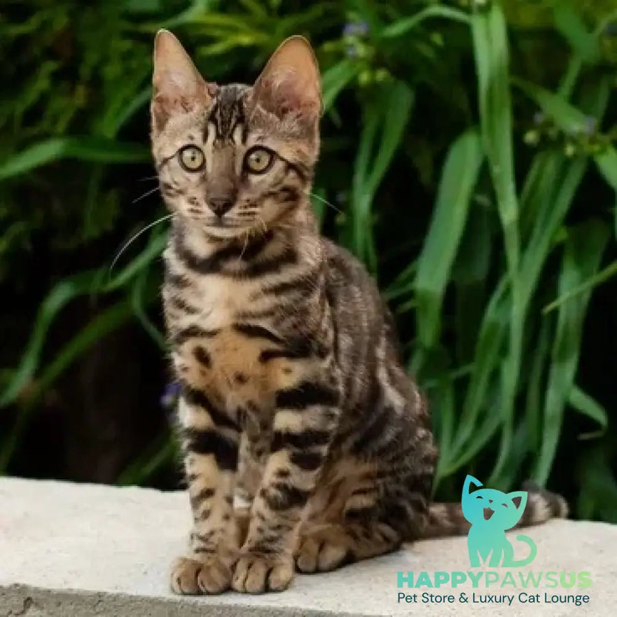 Ulf Bengal male black spotted tabby - live animals