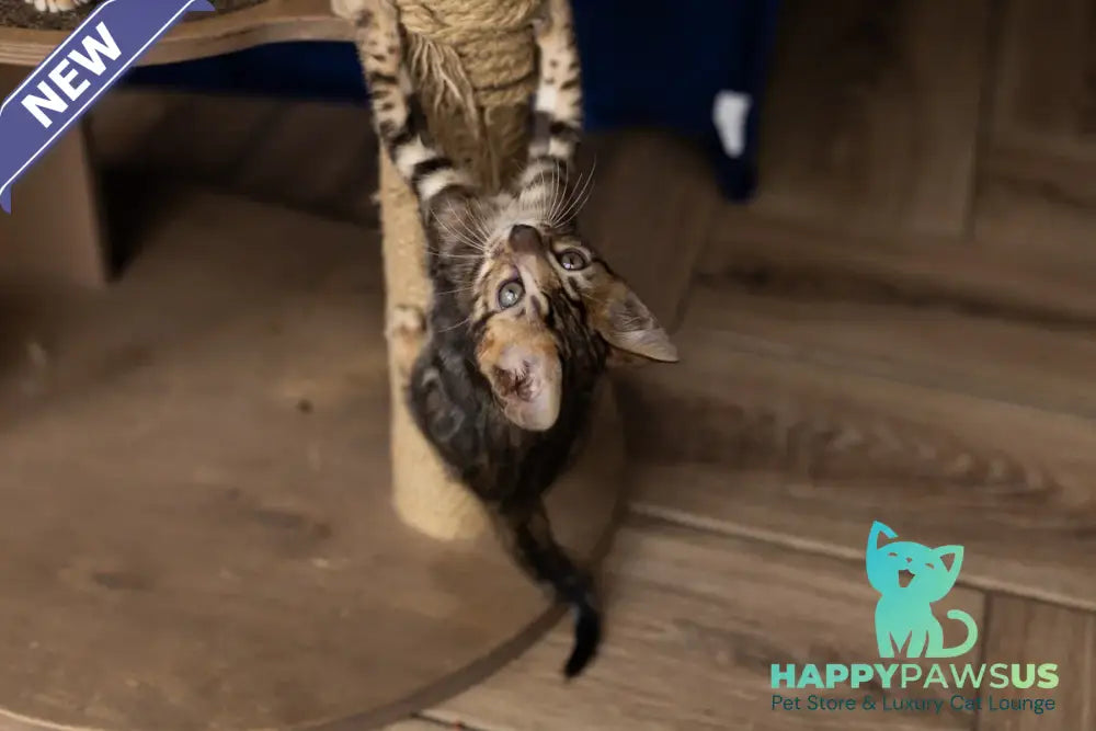 Ulf Bengal male black spotted tabby - live animals