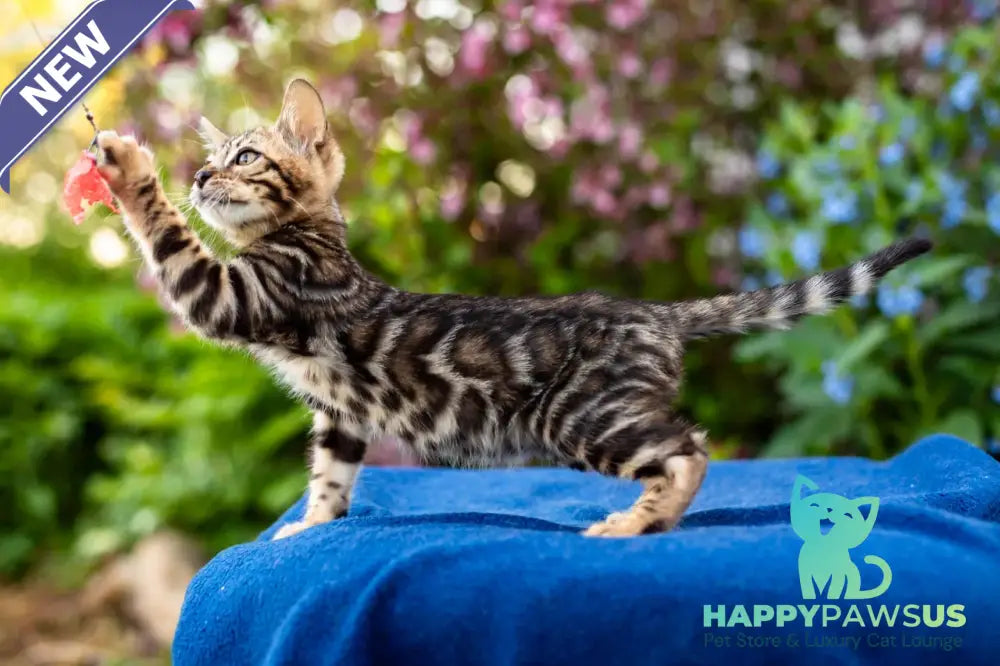Ulf Bengal male black spotted tabby - live animals