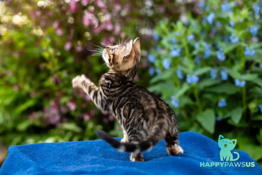 Ulf Bengal male black spotted tabby - live animals