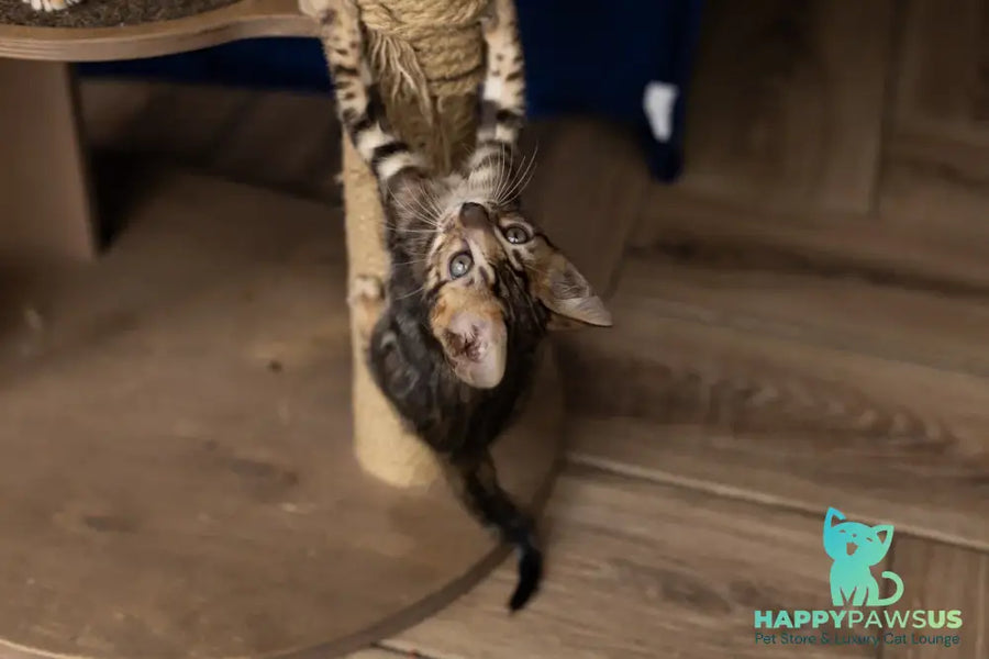 Ulf Bengal male black spotted tabby - live animals