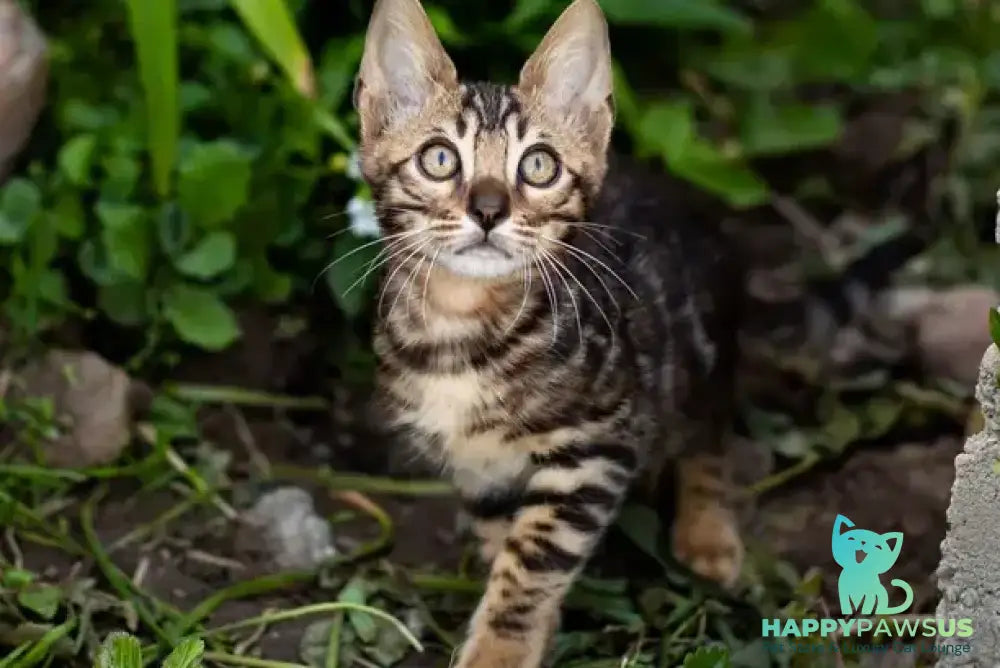 Ulf Bengal male black spotted tabby - live animals