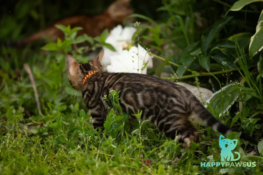 Ulf Bengal male black spotted tabby - live animals