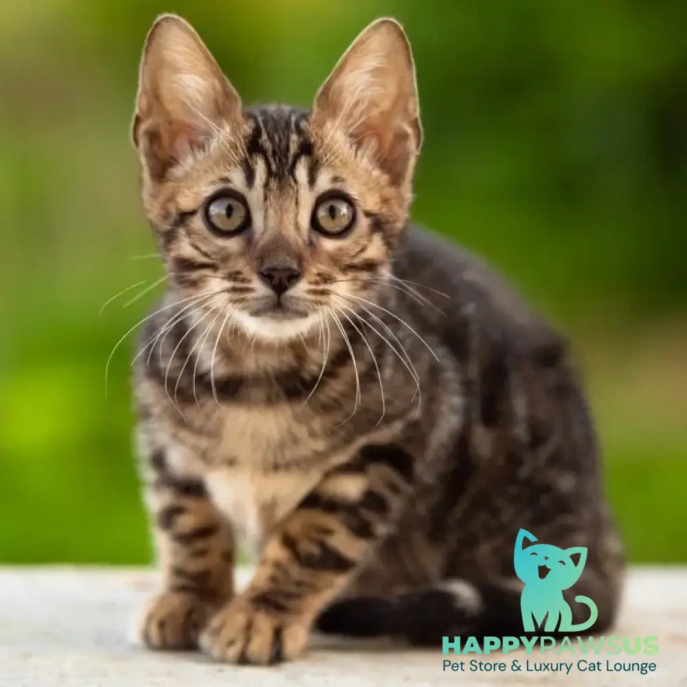 Ulf Bengal male black spotted tabby - live animals