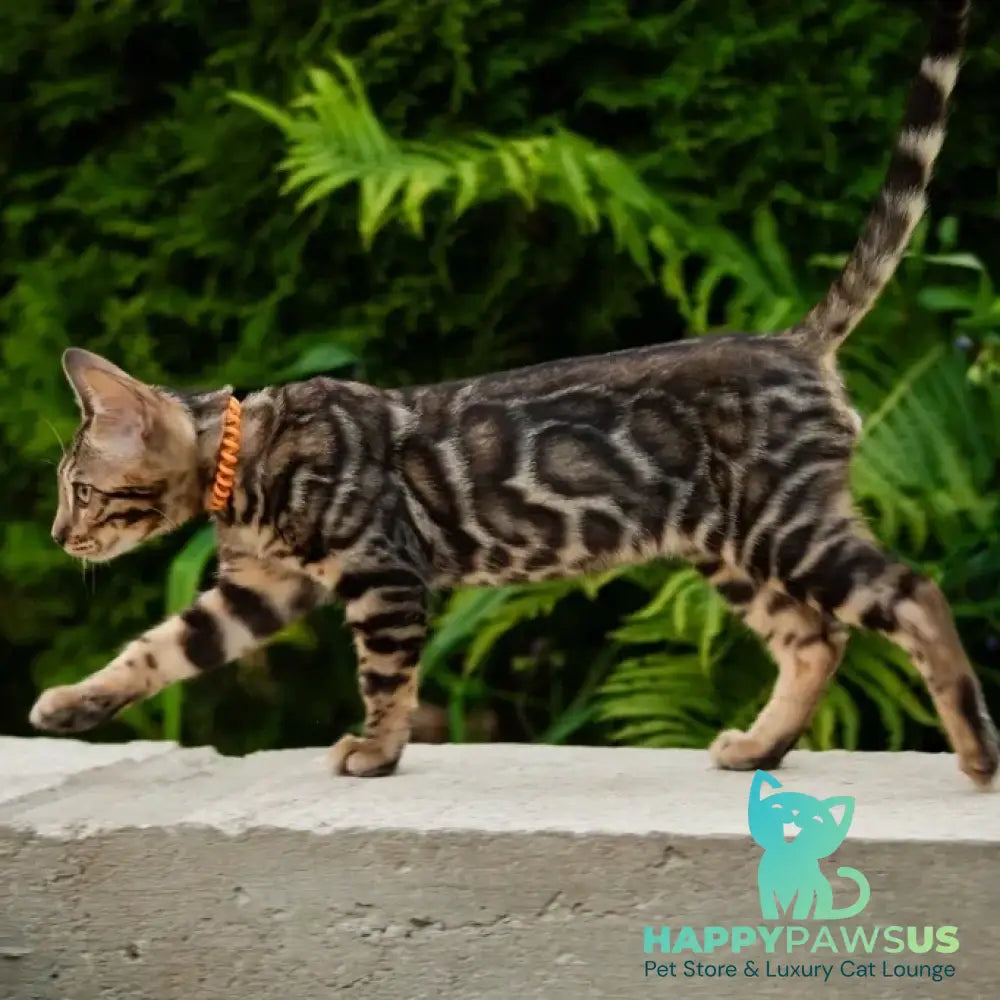 Ulf Bengal male black spotted tabby - live animals