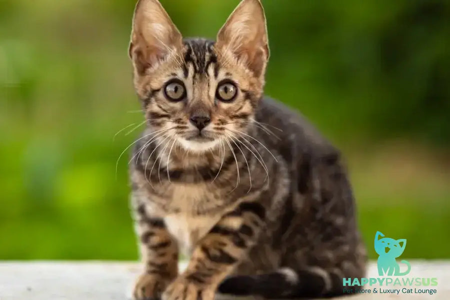 Ulf Bengal male black spotted tabby - live animals