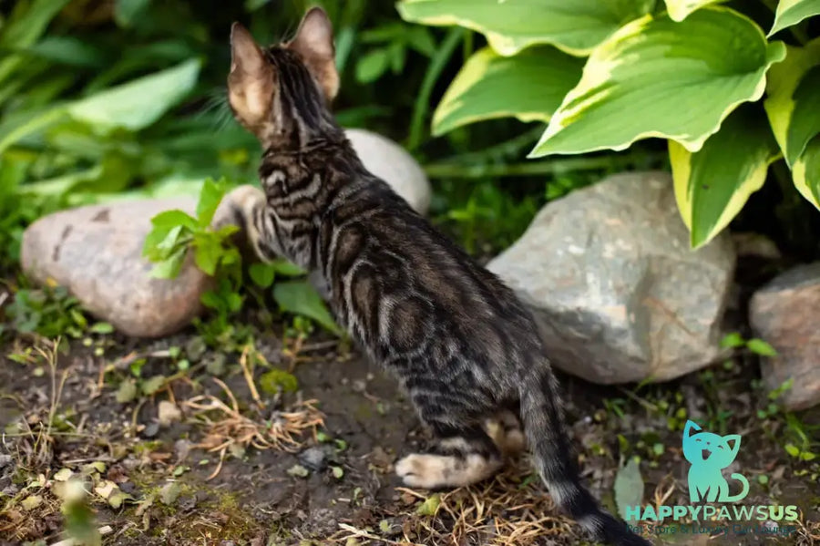 Ulf Bengal male black spotted tabby - live animals