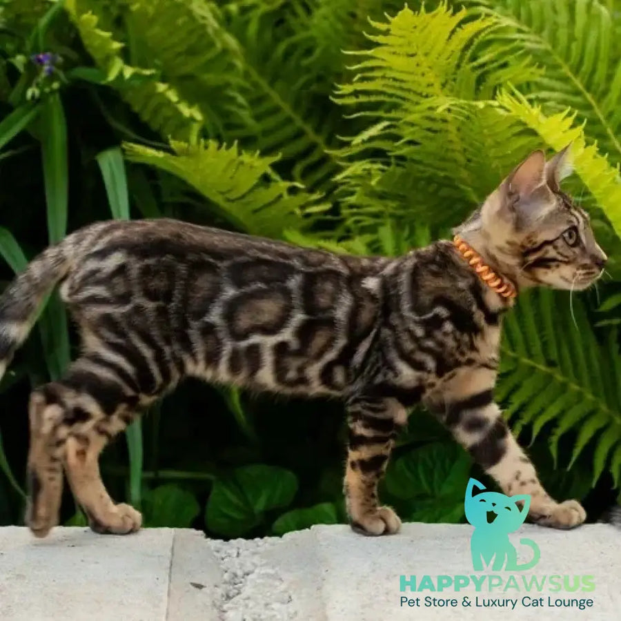 Ulf Bengal male black spotted tabby - live animals