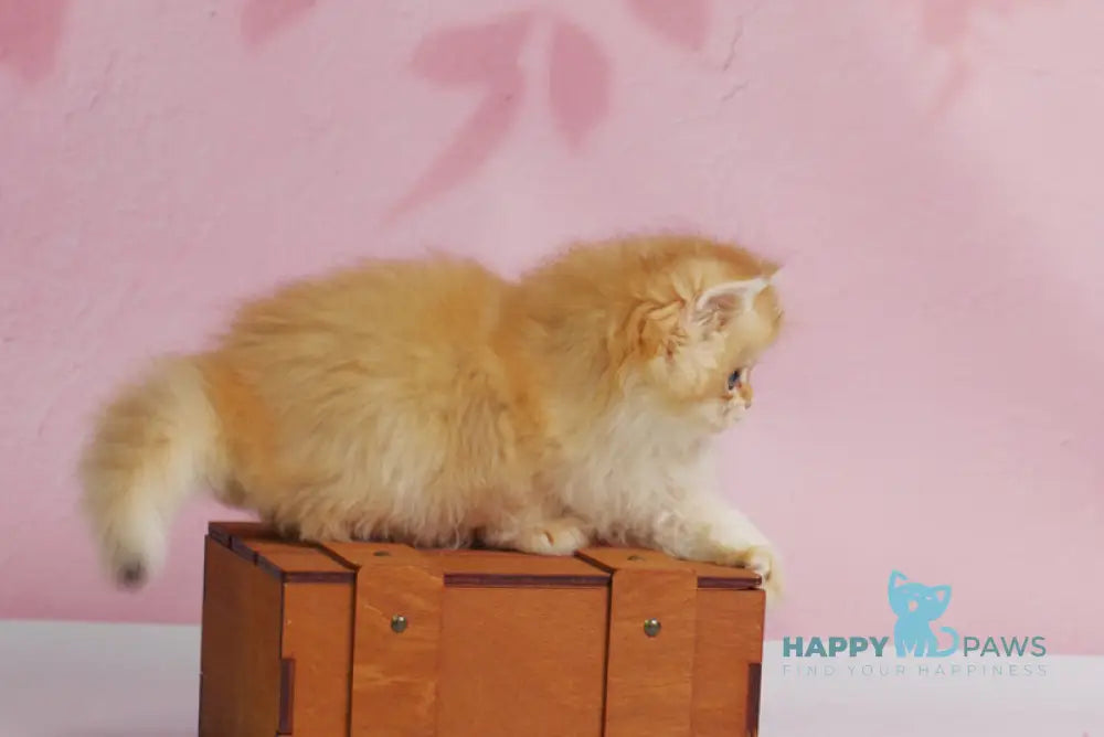 Ulf British Longhair male black golden shaded live animals