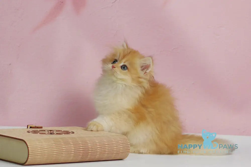 Ulf British Longhair male black golden shaded live animals