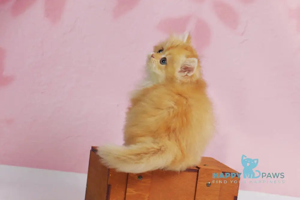 Ulf British Longhair male black golden shaded live animals