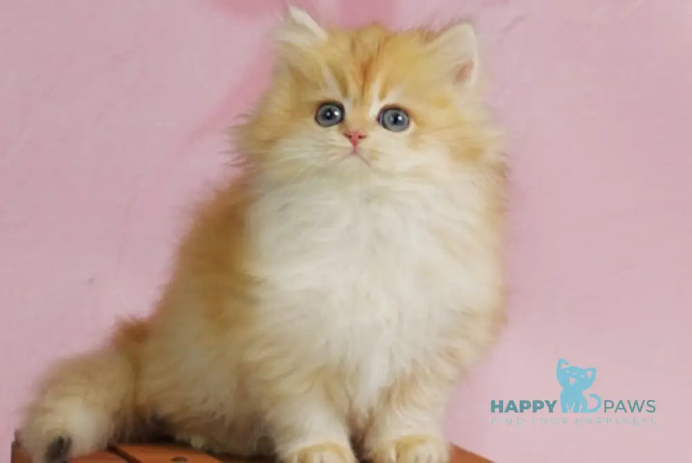 Ulf British Longhair male black golden shaded live animals