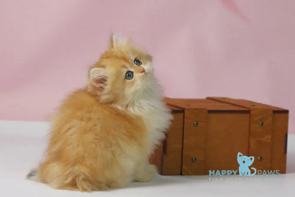 Ulf British Longhair male black golden shaded live animals