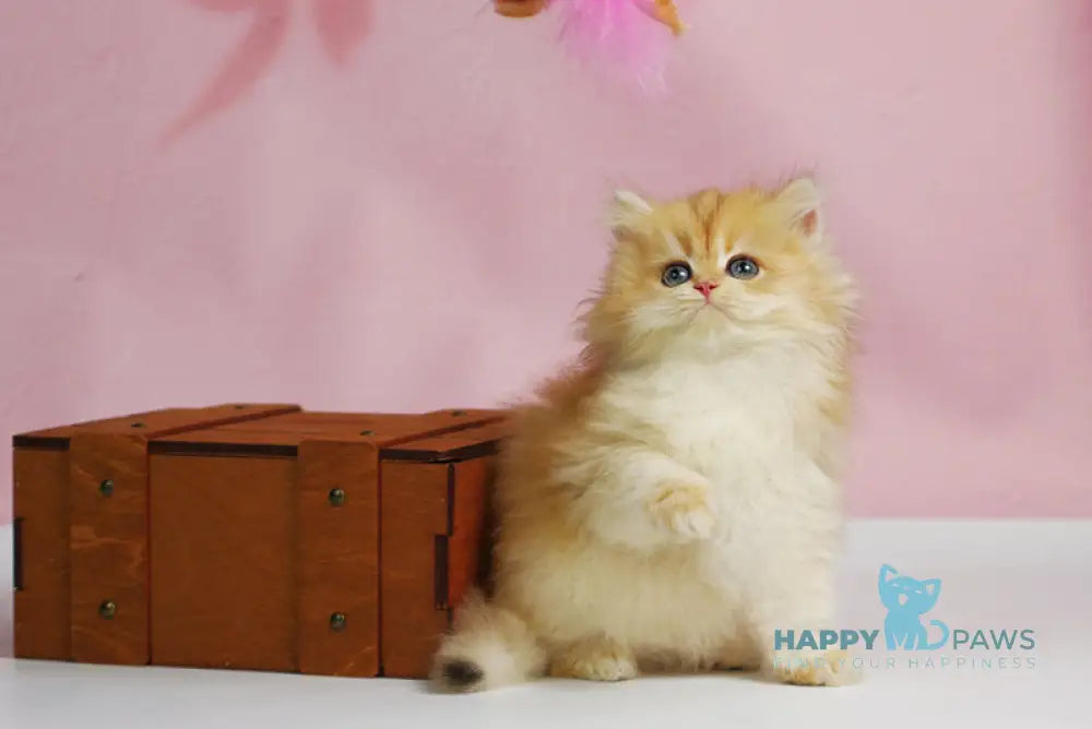 Ulf British Longhair male black golden shaded live animals