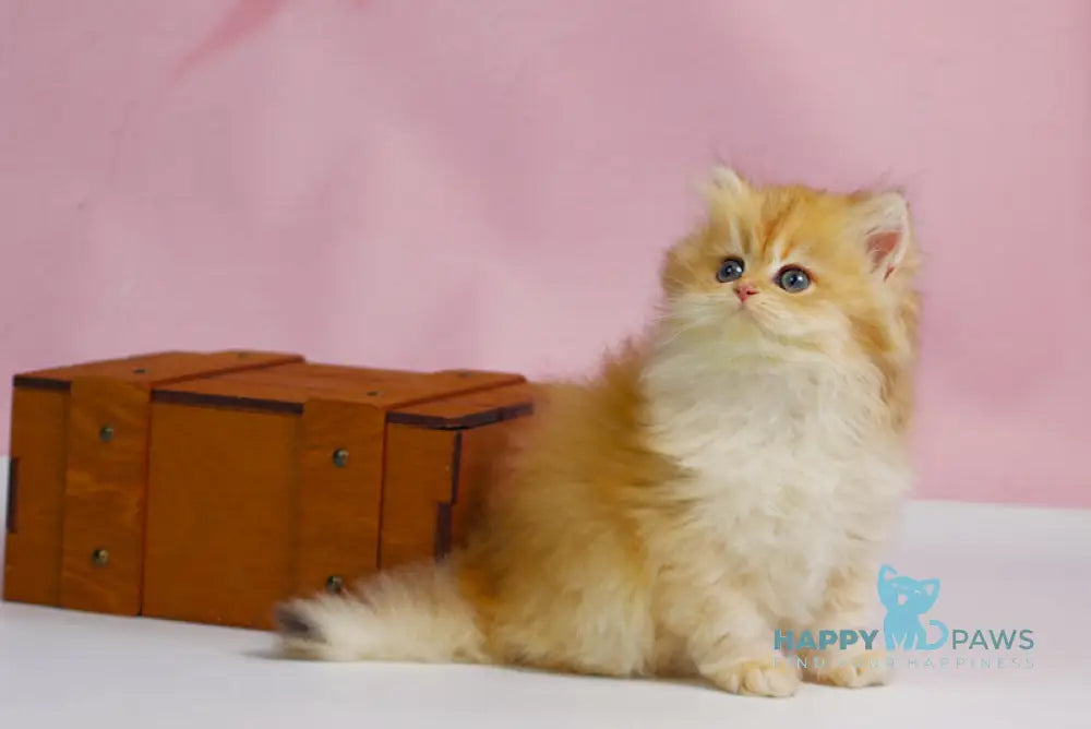 Ulf British Longhair male black golden shaded live animals