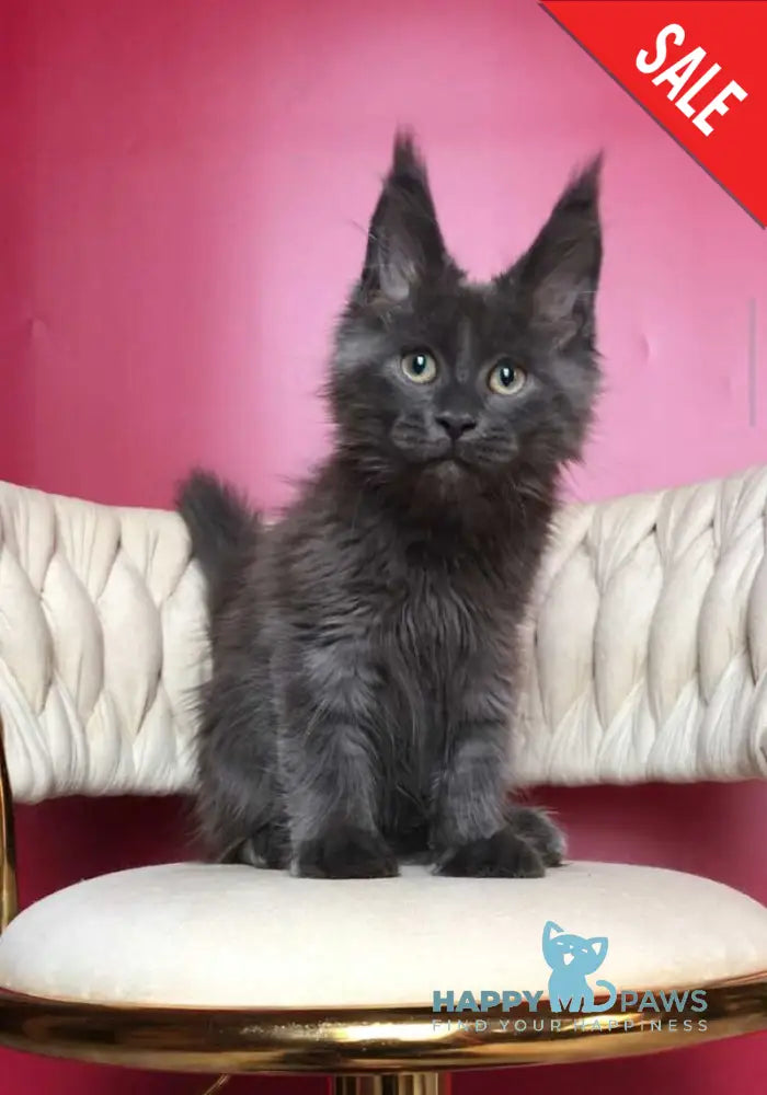 Ulf Maine Coon male blue silver - live animals