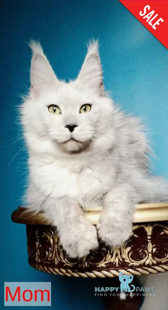 Ulf Maine Coon male blue silver - live animals