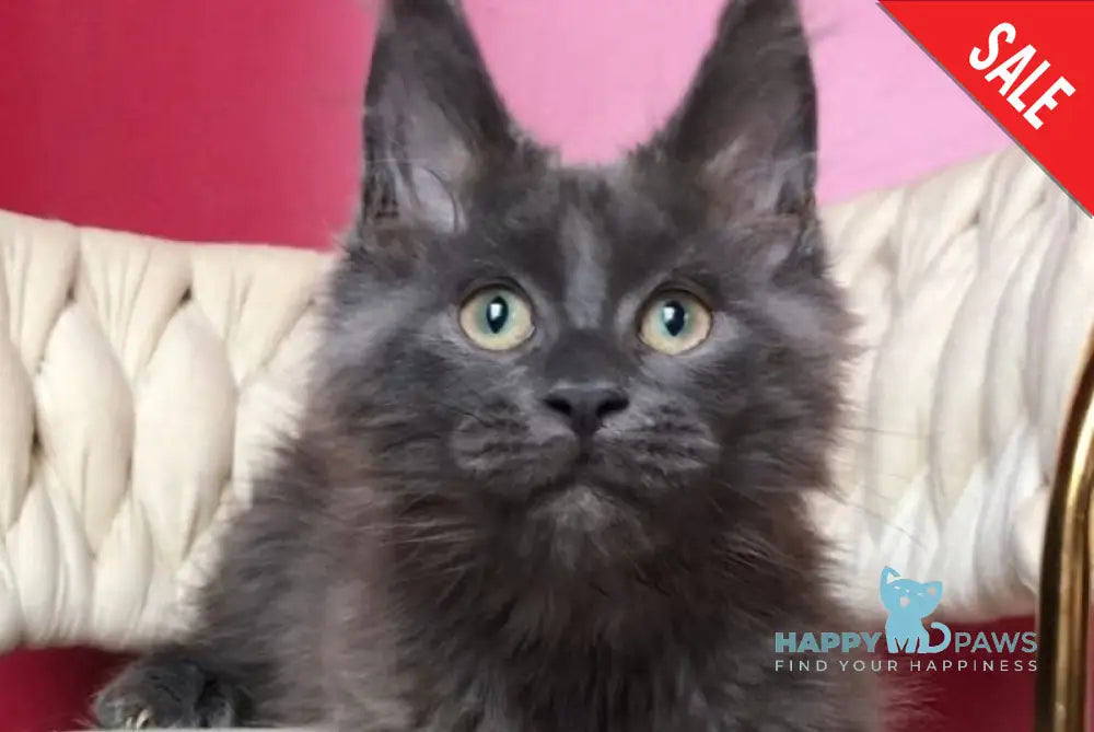 Ulf Maine Coon male blue silver - live animals
