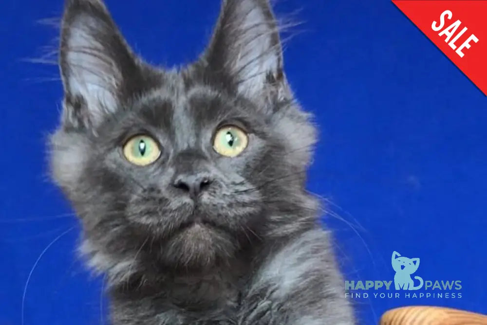 Ulf Maine Coon male blue silver - live animals