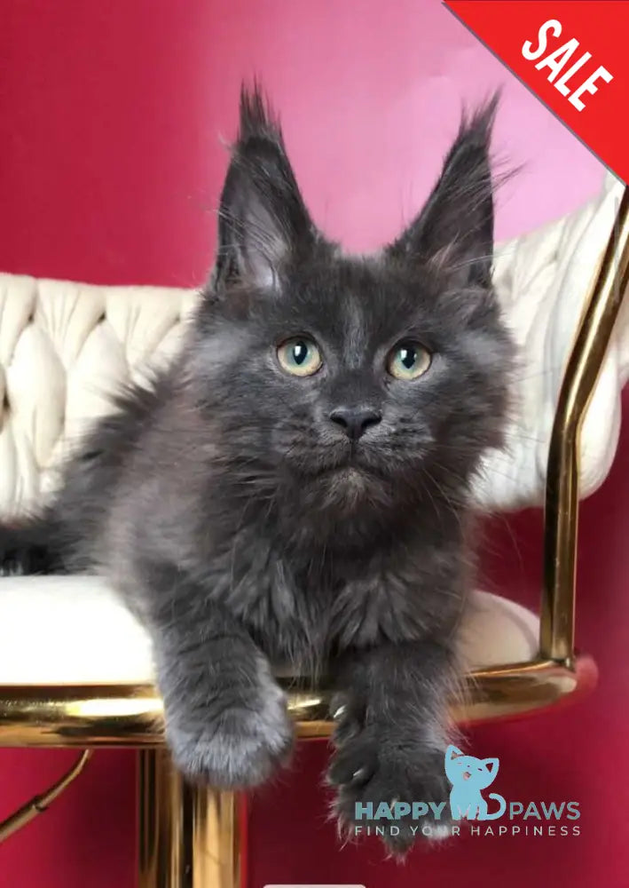 Ulf Maine Coon male blue silver - live animals