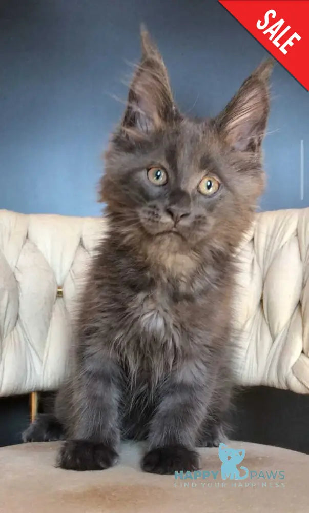 Ulf Maine Coon male blue silver - live animals