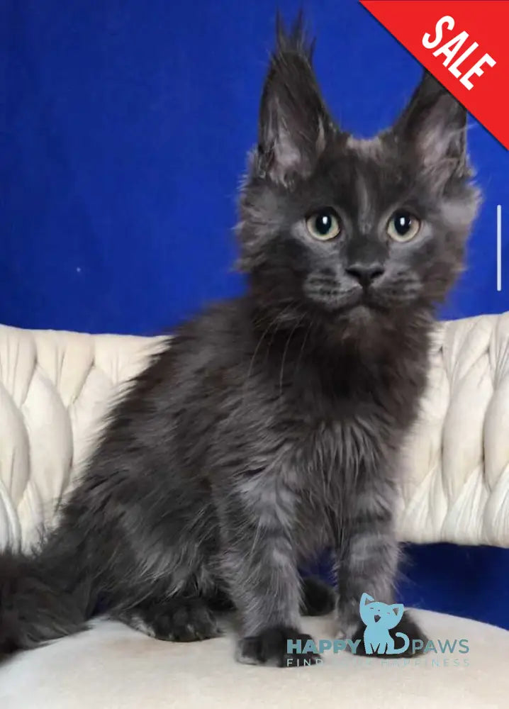 Ulf Maine Coon male blue silver - live animals