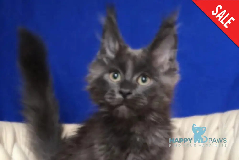 Ulf Maine Coon male blue silver - live animals