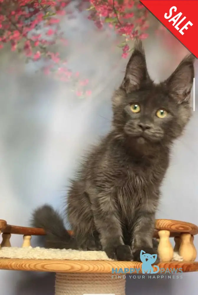 Ulf Maine Coon male blue silver - live animals