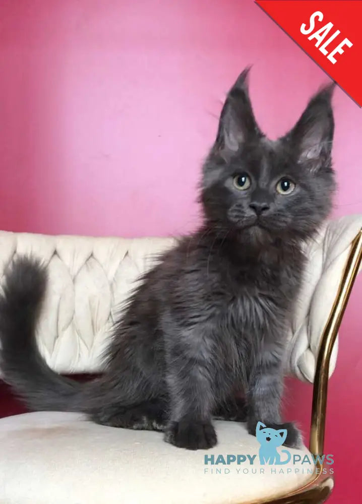 Ulf Maine Coon male blue silver - live animals