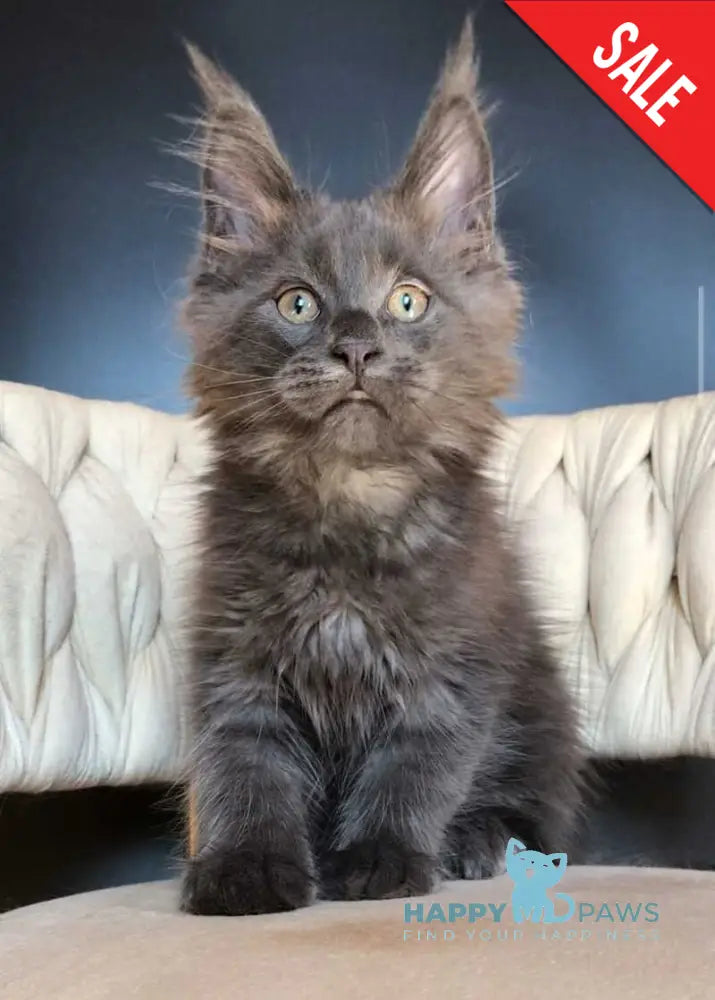 Ulf Maine Coon male blue silver - live animals