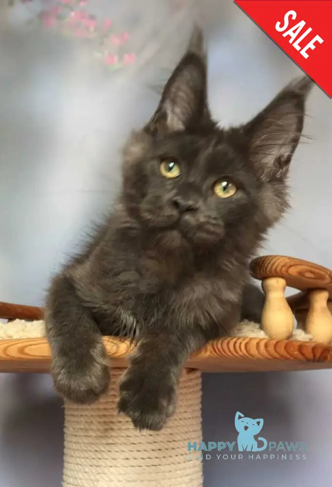 Ulf Maine Coon male blue silver - live animals