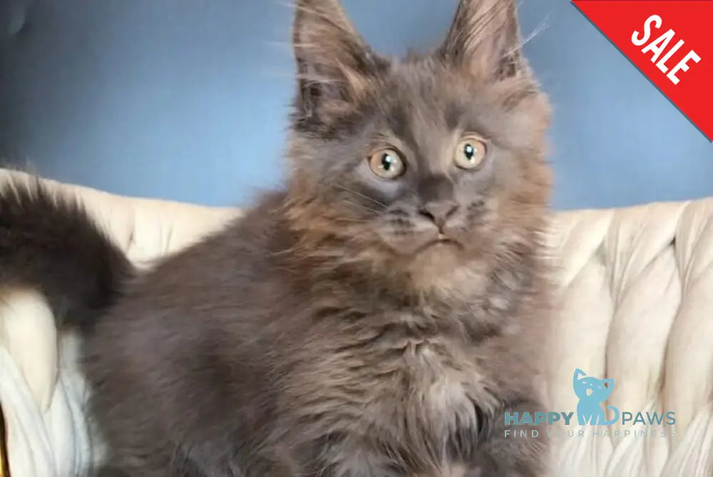 Ulf Maine Coon male blue silver - live animals