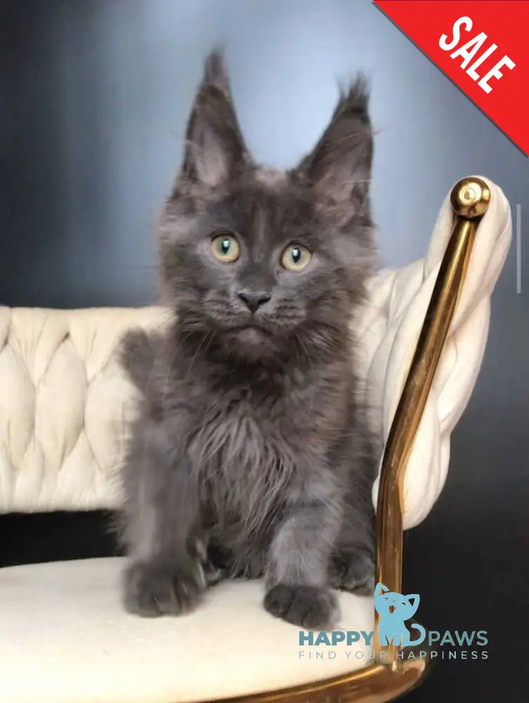 Ulf Maine Coon male blue silver - live animals