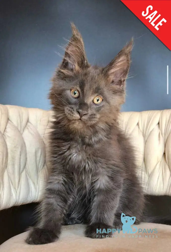 Ulf Maine Coon male blue silver - live animals