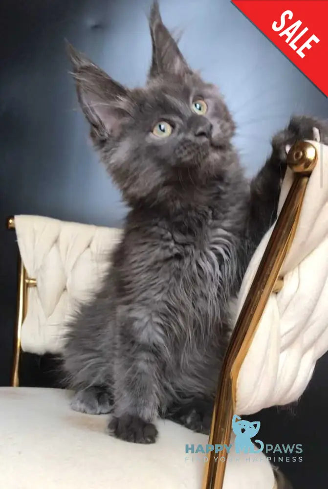 Ulf Maine Coon male blue silver - live animals