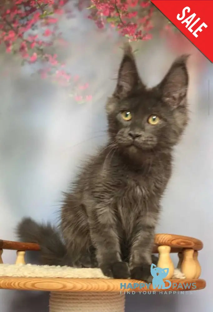 Ulf Maine Coon male blue silver - live animals