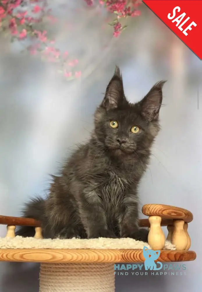Ulf Maine Coon male blue silver - live animals