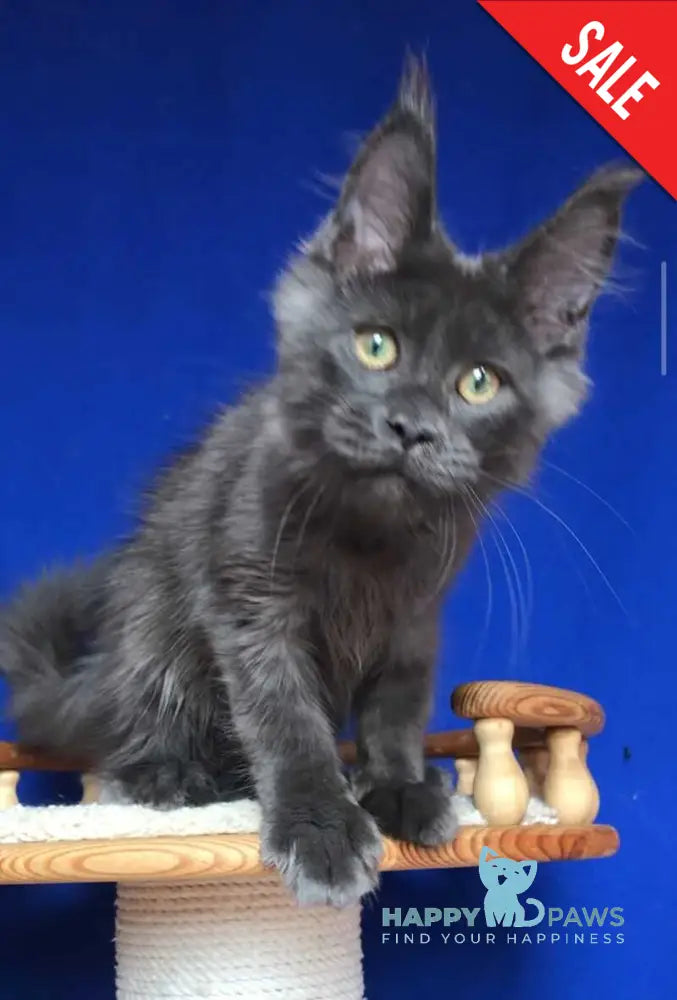 Ulf Maine Coon male blue silver - live animals