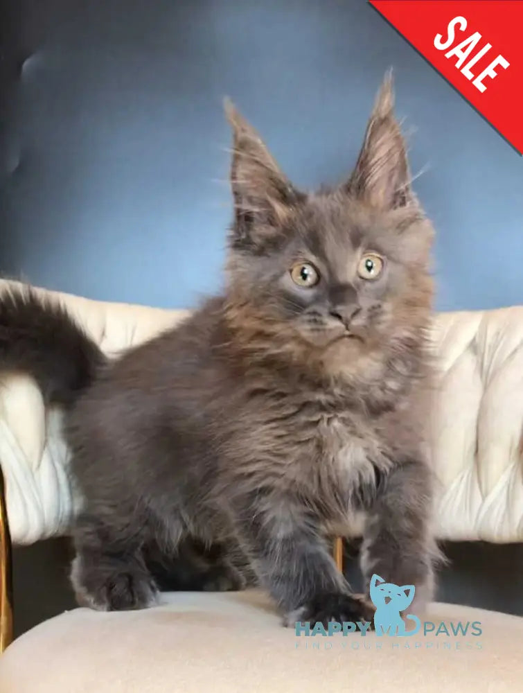 Ulf Maine Coon male blue silver - live animals