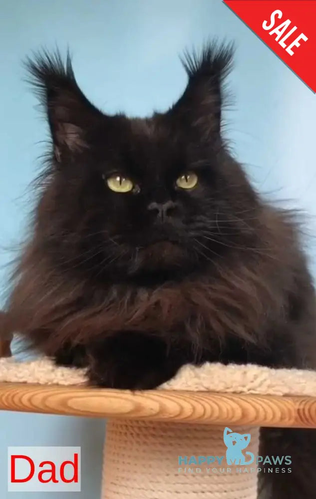 Ulf Maine Coon male blue silver - live animals