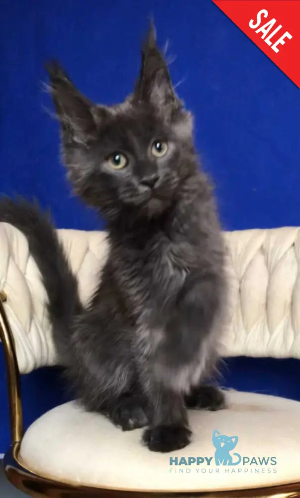 Ulf Maine Coon male blue silver - live animals