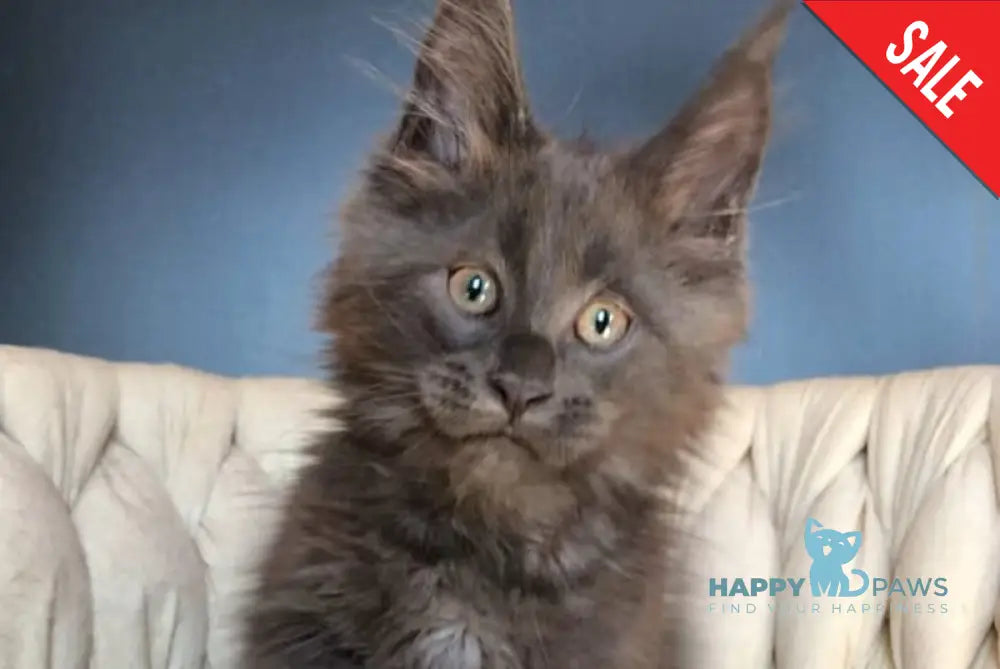 Ulf Maine Coon male blue silver - live animals