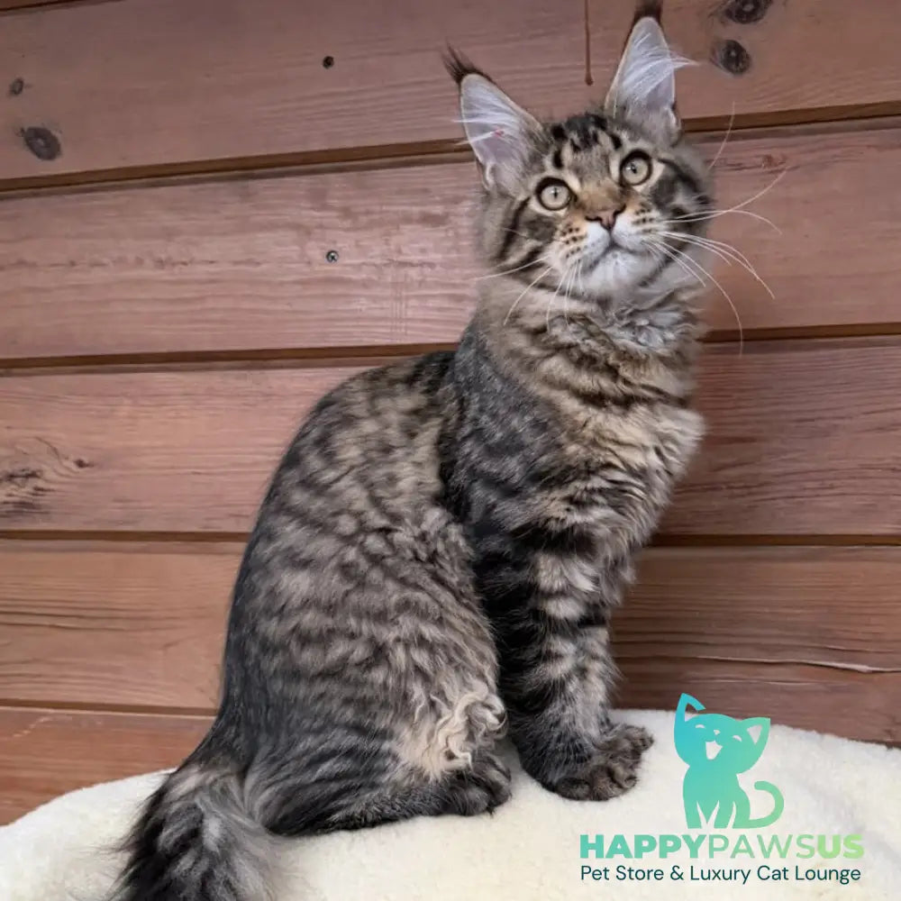 Ulfred Maine Coon male black spotted tabby - live animals