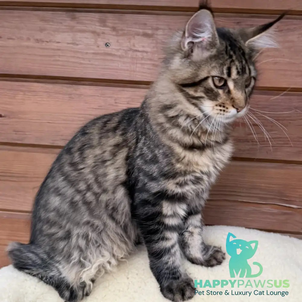 Ulfred Maine Coon male black spotted tabby - live animals