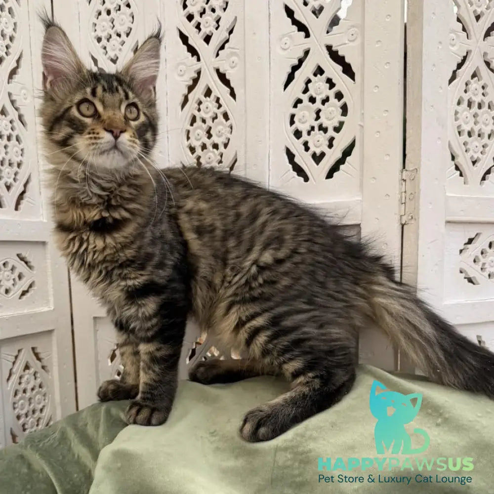 Ulfred Maine Coon male black spotted tabby - live animals