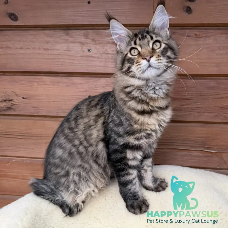 Ulfred Maine Coon male black spotted tabby - live animals