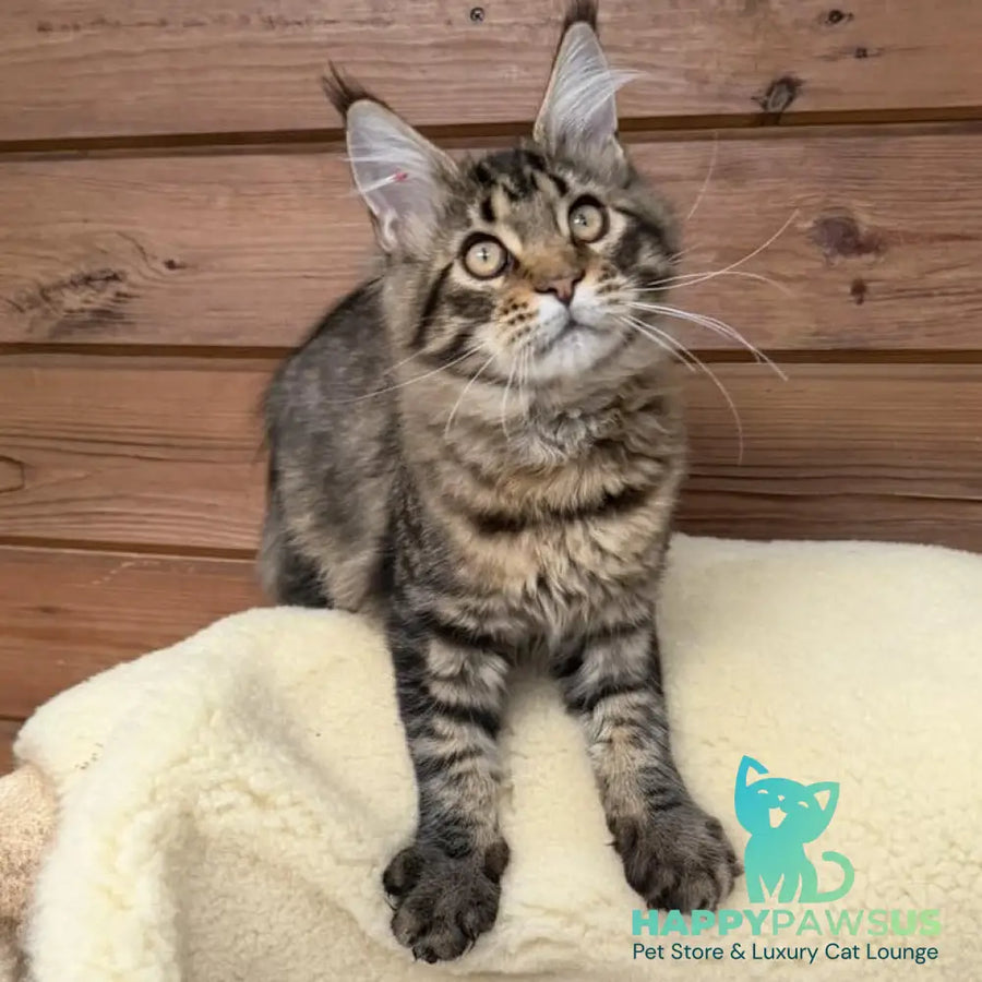 Ulfred Maine Coon male black spotted tabby - live animals